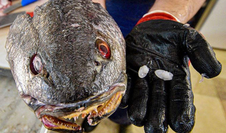 Balık 70, kafasındaki taş 600 lira