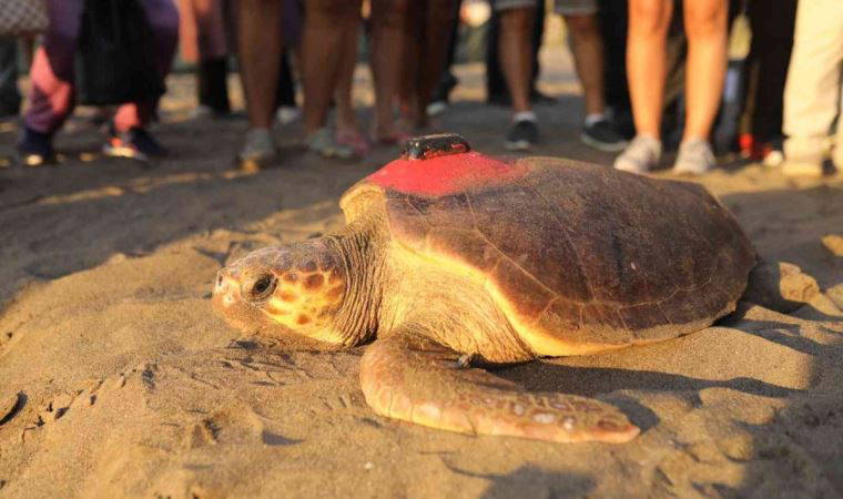 6 milyon kişinin izlediği kaplumbağa Tuba Hırvatistan'a ulaştı