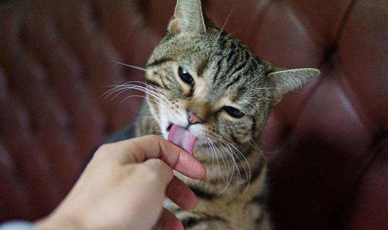 Kedinizin sizi yalamasının 4 olası sebebi