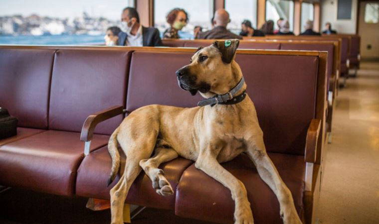 İmamoğlu duyurdu: Boji sahiplendirildi