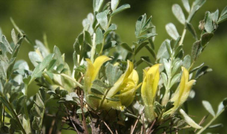 Kayseri'de keşfedilen geven türü literatüre girdi