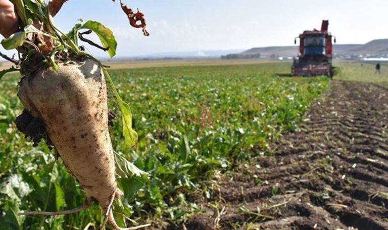 Şeker memleketinde şeker krizi: Üretici üretemez duruma geldi