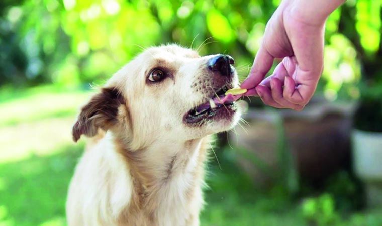 'Türkiye'nin tek hayvan psikoloğu', terk edilen hayvanların travmalarını anlattı