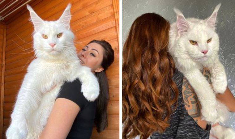 Ağırlığı 12.5 kilogram: 'O kadar büyük ki herkes köpek zannediyor'