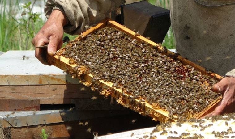 Uzmanı uyardı: 'Piyasada hiç arı görmeden üretilen sahte ballar var'