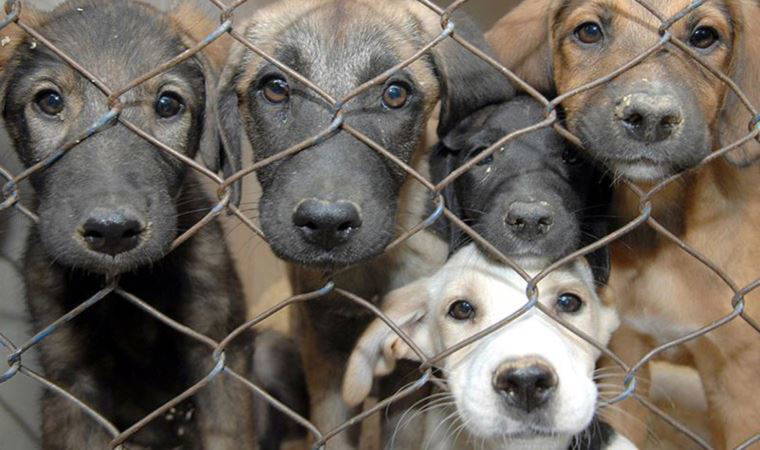 Elazığ Barınak Davası: 'Adeta soykırım yapılmış'