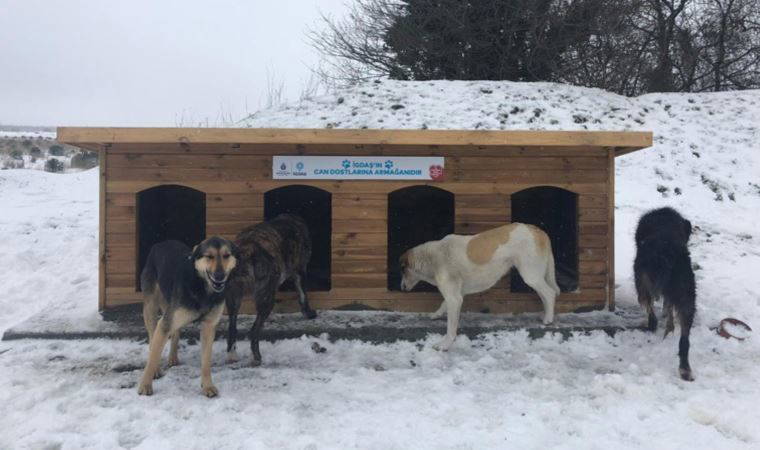 Zorlu kış günlerinde ormandaki köpekler için 100 adet kulübe yardımı