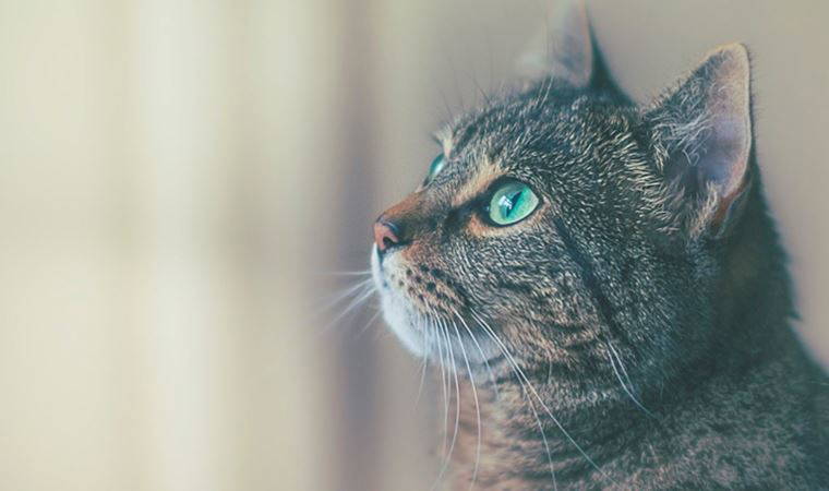 Uzmanlardan FIP'e yakalanan kedilere tedavi uyarısı