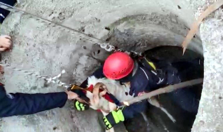 Beylikdüzü'nde keçi kurtarma operasyonu