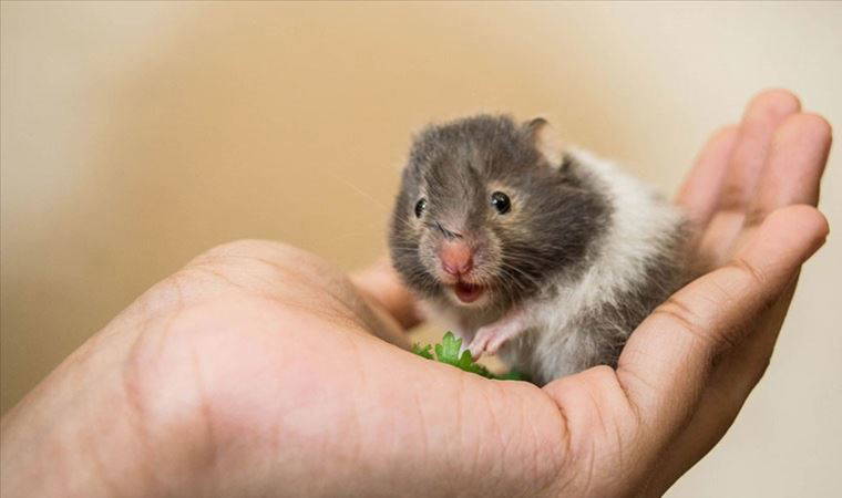 Araştırmaya göre, Covid-19 hamsterlardan insanlara bulaşabiliyor