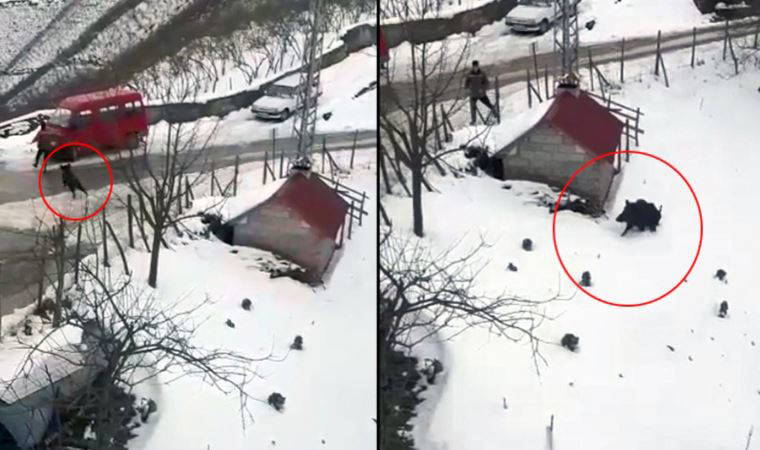 Domuzdan kaçan genç kendini otomobilin üzerine attı