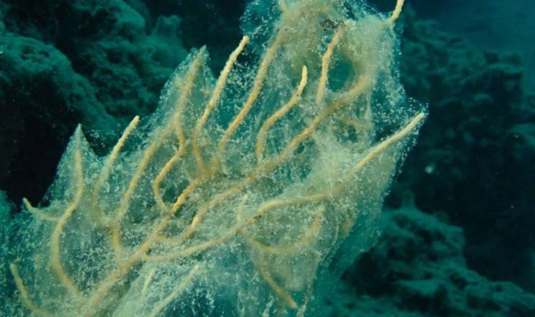 3. Marmara Denizi Sempozyumu'nun gündemi 'pina ölümleri'