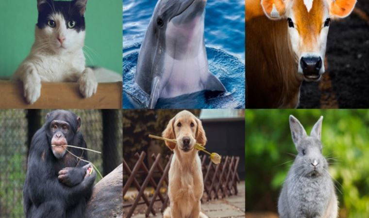 HKP'den 'hayvan hakları' açıklaması: Sorunun çözümü basit...