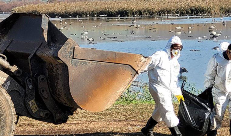 O salgın, yeniden ortaya çıktı! Şimdiki merkez İngiltere