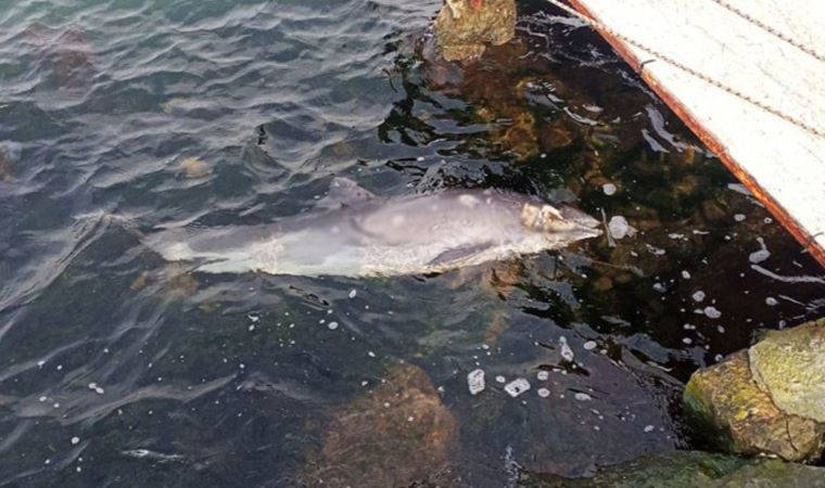Sahile vuran yunusun kurşunlanarak öldürüldüğü ortaya çıktı!