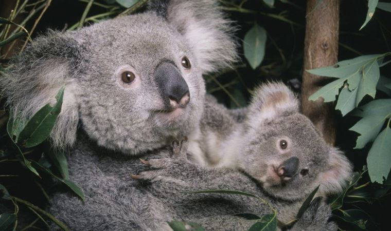 Avustralya, koalaları nesli tükenmekte olan hayvan listesine aldı