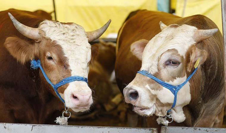 Twitter üzerinden IŞİD için 'kurban yardımı' topladılar: 23 şüpheliye gözaltı kararı