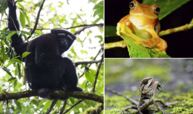 Çin'in güneybatısında yeni bir bükülmüş kanatlı parazit türü bulundu