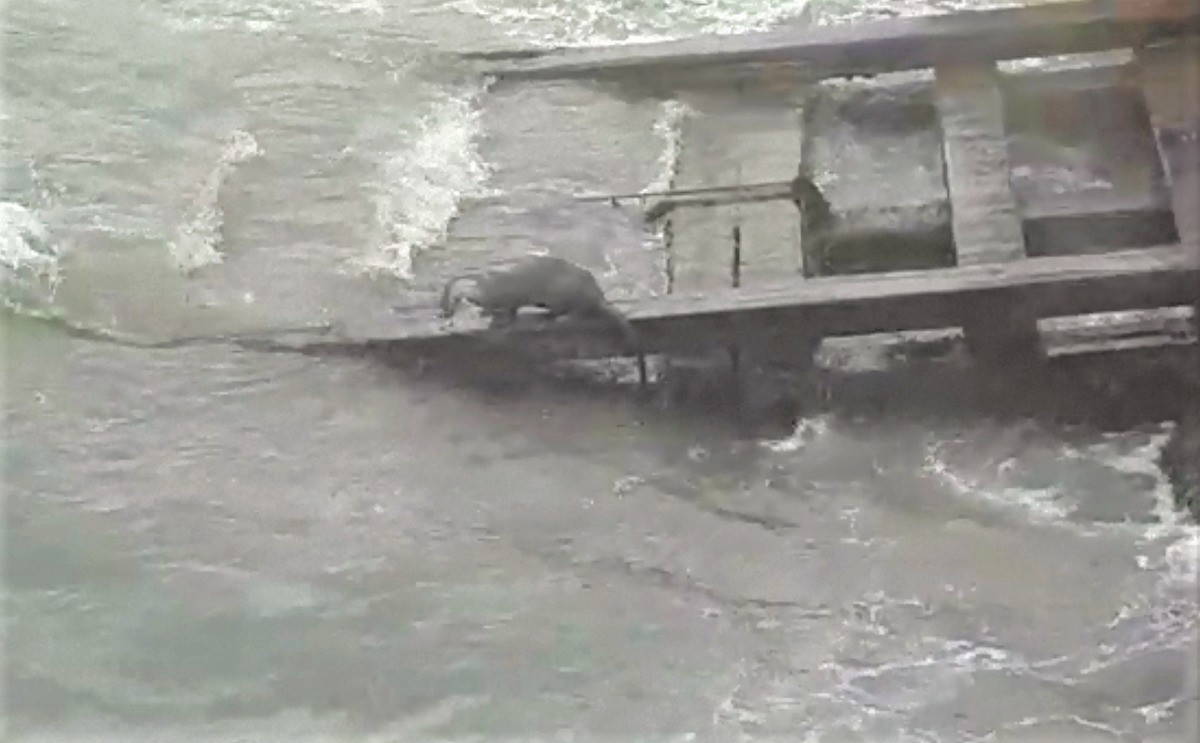 Yalova’da, “su samuru” şaşkınlığı