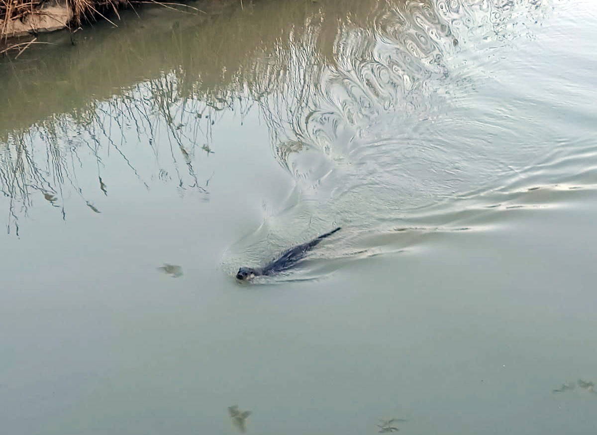 Yalova’da, “su samuru” şaşkınlığı