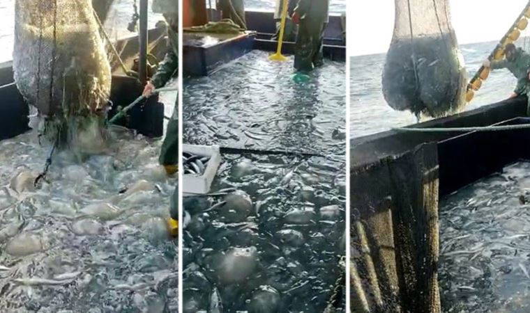 Ağlar denizanasıyla doldu; üniversiteden 'dokunmayın' uyarısı geldi