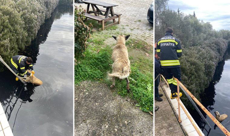 Datça'da arıtma havuzuna düşen sokak köpeği itfaiye ekipleri kurtardı