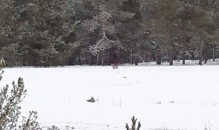 Nesli tükenme tehlikesi altında olan vaşak  ormanlık alanında görüntülendi