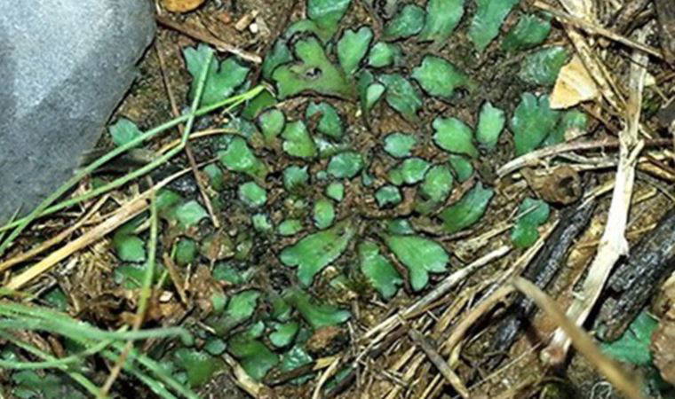 Mersin'de ilk kez bulundu, bilim camiasına tanıtıldı