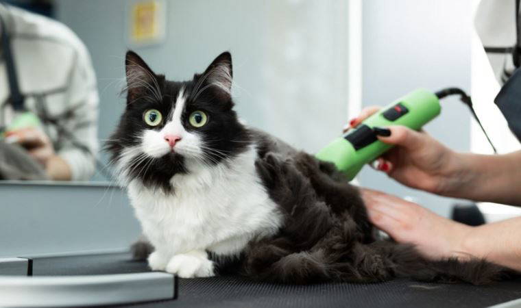 Y ve Z kuşağı evcil hayvanlarına daha çok özen gösteriyor