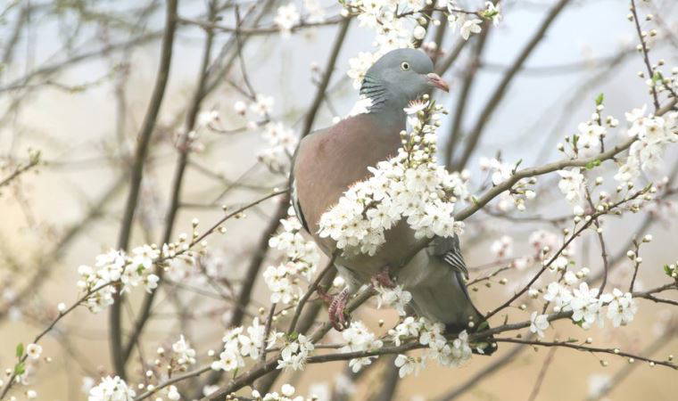 İklim krizi: Yeni bir araştırmaya göre İngiltere'de bitkiler artık bir ay erken çiçek açıyor