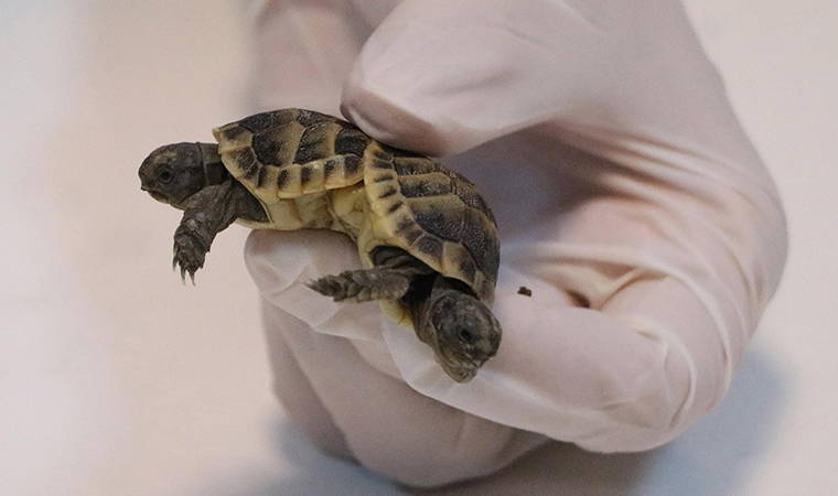 Siyam ikizi kaplumbağalardan acı haber!