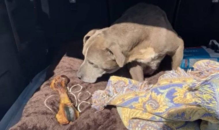 ABD'de kayıp ilanı verilen bir köpek 12 yıl sonra bulundu
