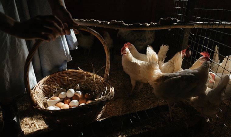 Eyalet yetkilileri: Indiana'da dördüncü hindi çiftliğinde kuş gribi tespit edildi