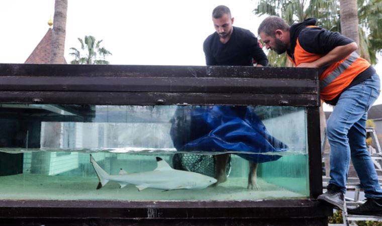 Muhittin Böcek talimat vermişti: 'Gece kulübündeki' köpek balığı, yeni yaşam alanına nakledildi