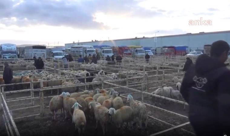 Aksaraylı besici: Biz de açız, hayvanlar da aç. Ölüyoruz kimse görmüyor