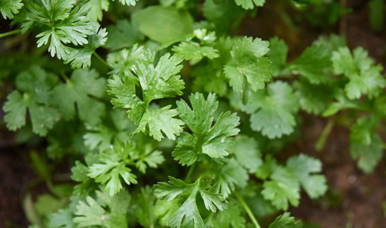 Maydanozun 14 faydası