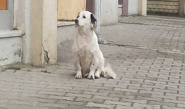 Yavrusu çalınmıştı... Köpek yemeden içmeden kesildi