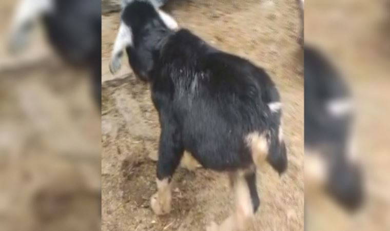 3 bacaklı doğan oğlağı görenler şaşırıyor