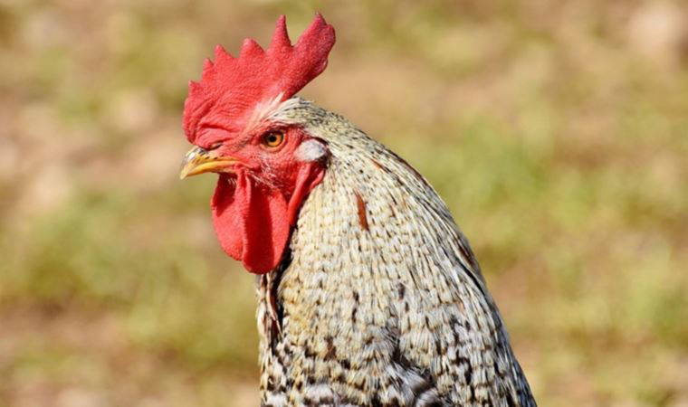 Evde basıldılar: Horoz dövüştüren 8 kişiye 13 bin lira ceza