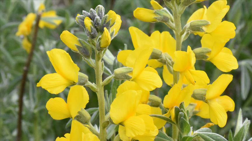 Sadece Türkiye’de Yetişen 5 Bitki