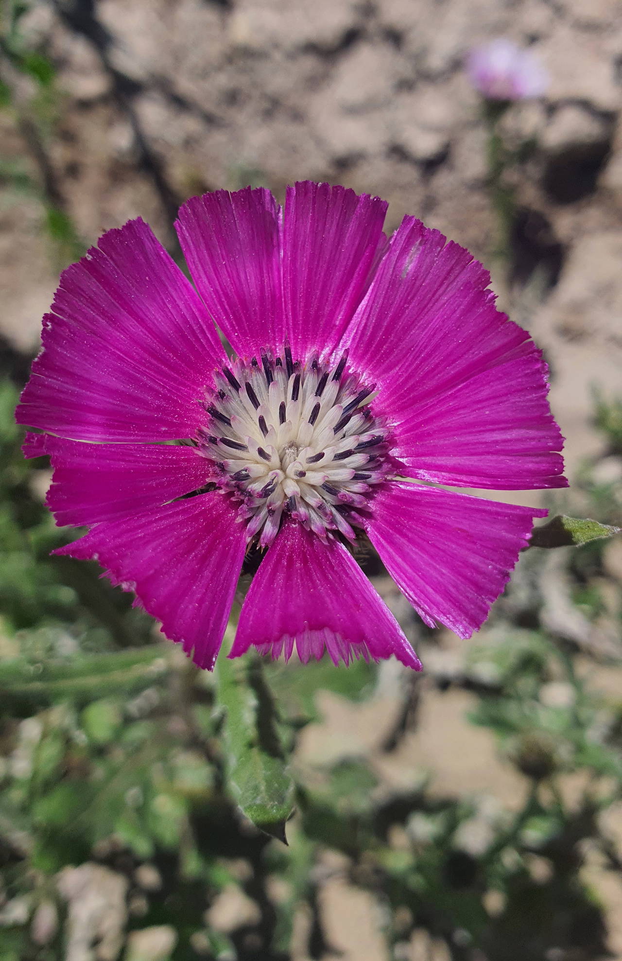 Sadece Türkiye’de Yetişen 5 Bitki