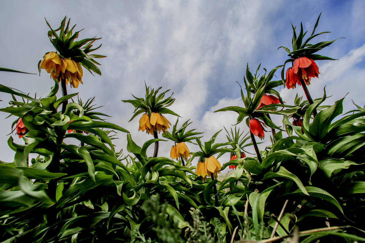 Sadece Türkiye’de Yetişen 5 Bitki