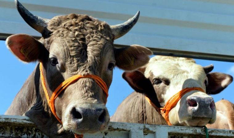 Başevirgen: CHP’li belediyelerin halka ulaşmasından o kadar rahatsızlar ki...