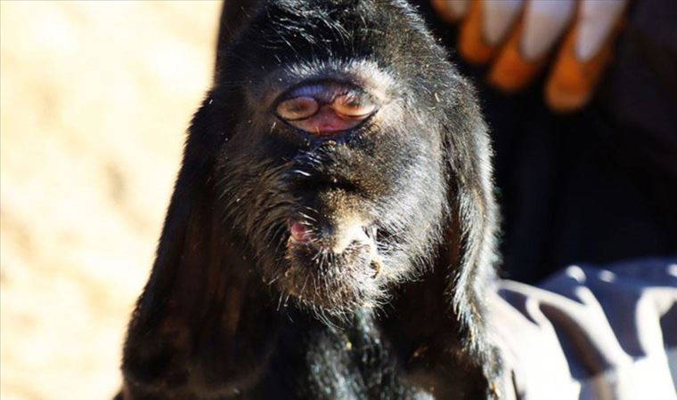 Kilis'te gözleri alnının ortasında oğlak doğdu