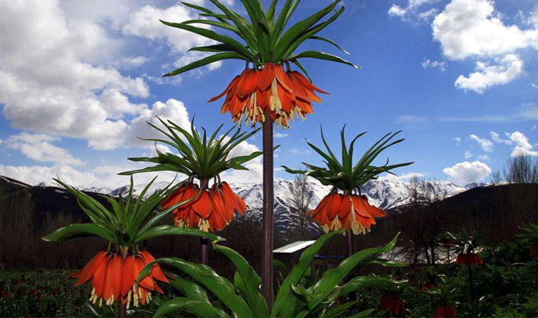 Sadece Türkiye’de Yetişen 5 Bitki