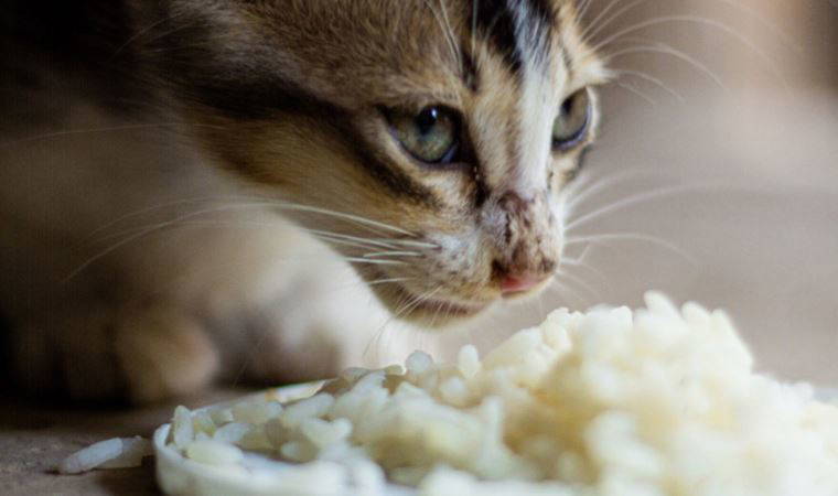 Kedinize mama haricinde verebileceğiniz 12 yiyecek