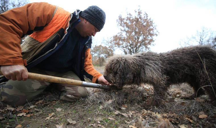 Özel eğitimli köpeklerle aranıyor: Kilosu 2 bin 800 liradan satılıyor