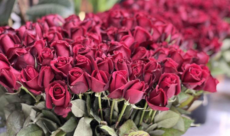 Sevgililer Günü’nde 'en ucuz' gül 30 TL'den satılacak: '6 bin adet gül stokladık'