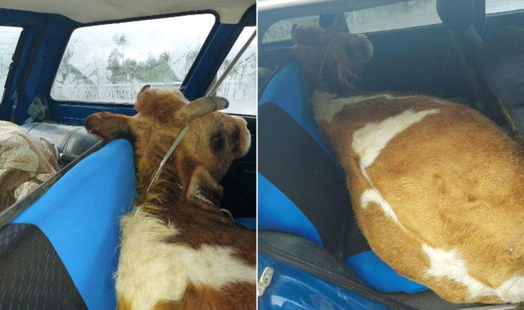 Çaldığı ineği, otomobilin arka koltuğuna sakladı