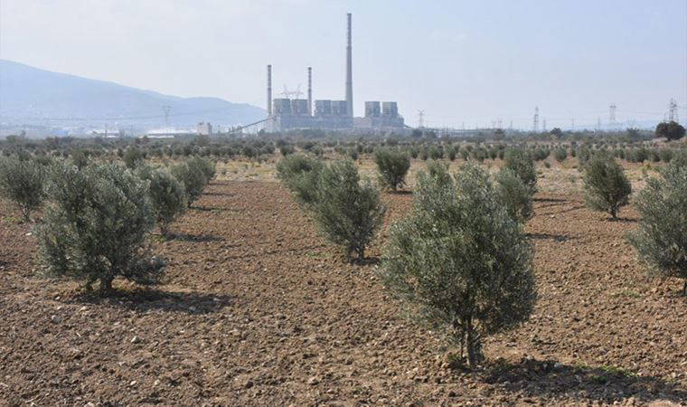 Zeytinliklerin madenciliğe açılmasına tepki: 'Marmara Bölgesi'nden Hatay'a kadar felakete yol açacak'